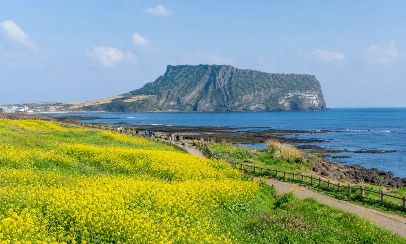 濟州島城山日出峰與海岸油菜花田的晴天景色,濟州自由行行程示意