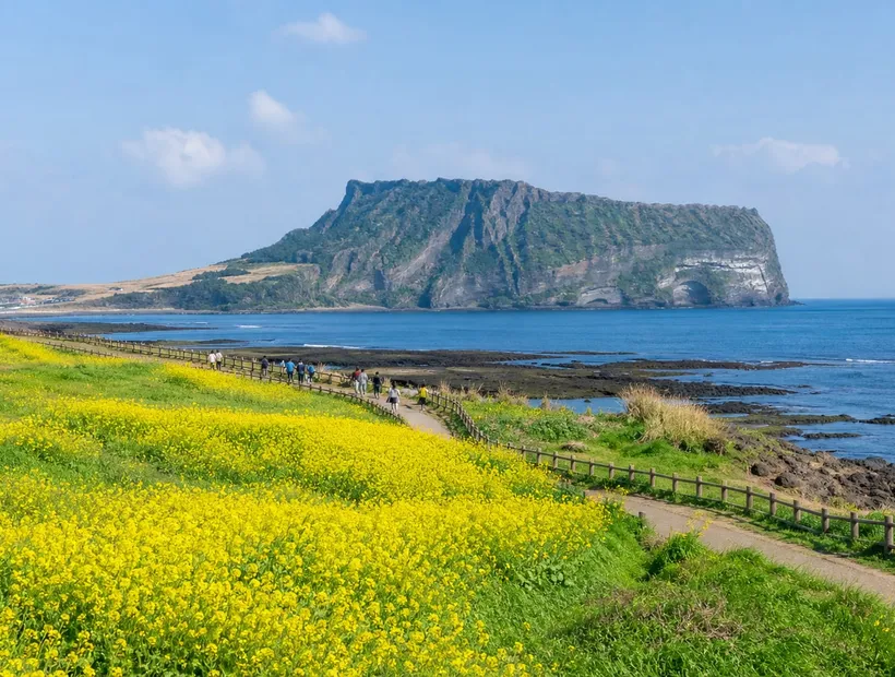 濟州島城山日出峰與海岸油菜花田的晴天景色,濟州自由行行程示意